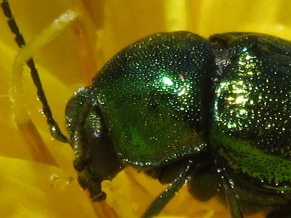 Cryptocephalus aureolus (cfr.)